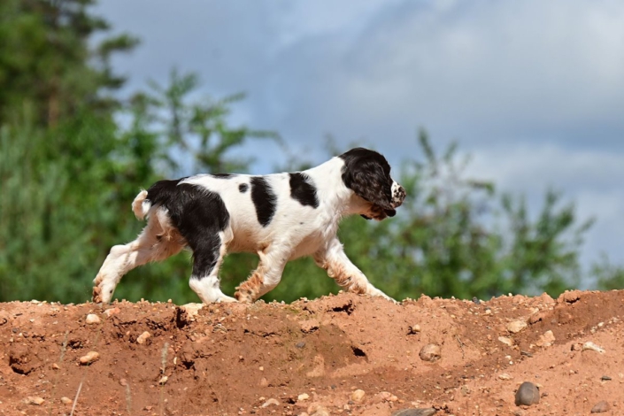 englishspringerspanielbayernDSC_6424welpen