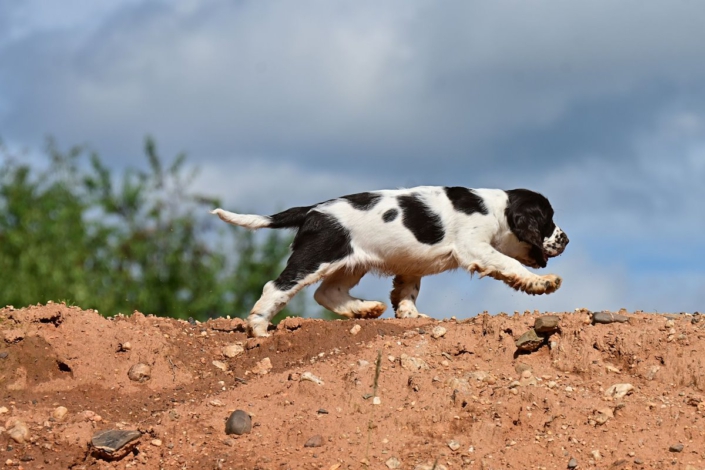 englishspringerspanielbayernDSC_6430welpen