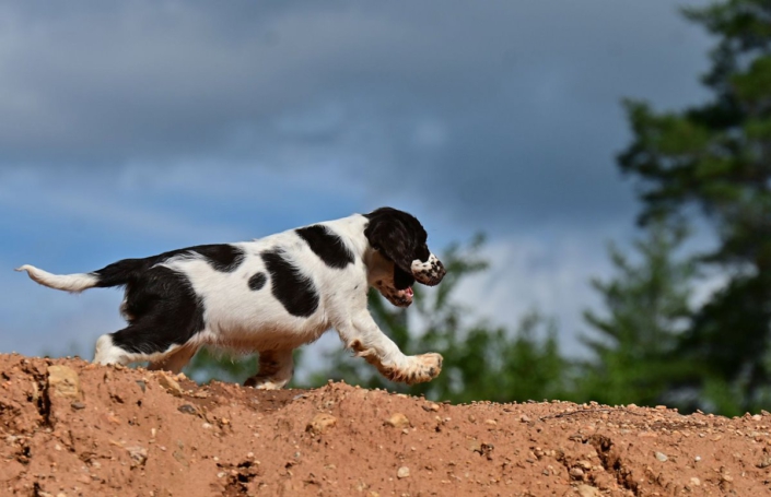englishspringerspanielbayernDSC_6435welpen