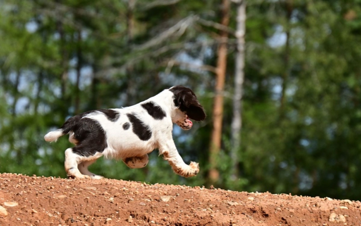 englishspringerspanielbayernDSC_6440welpen