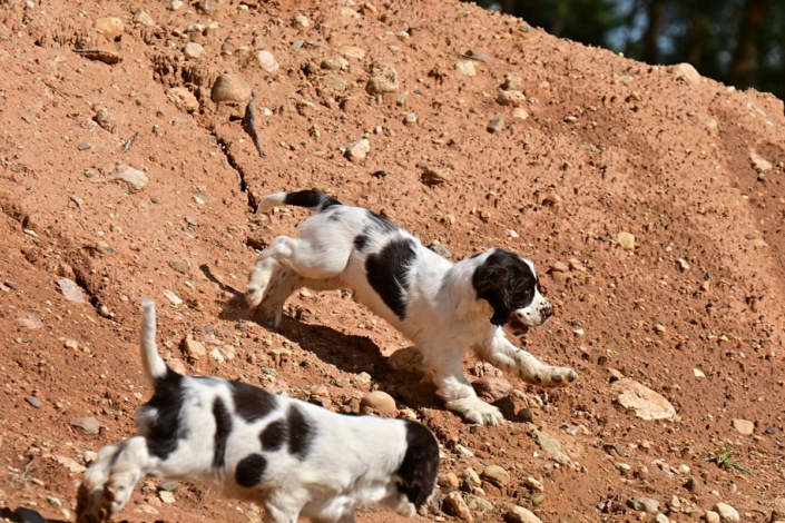 englishspringerspanielbayernDSC_6469welpen