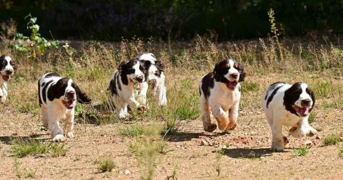 englishspringerspanielbayernDSC_6487welpen