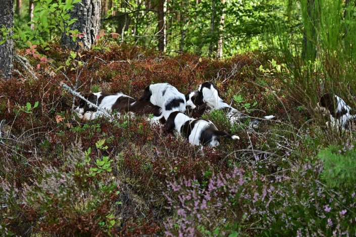 englishspringerspanielbayernDSC_6517welpen