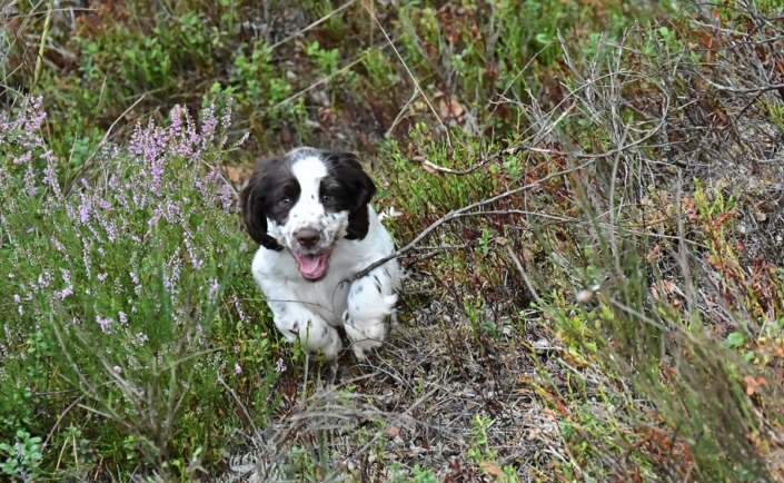 englishspringerspanielbayernDSC_6561welpen