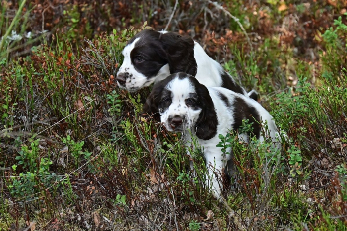englishspringerspanielbayernDSC_6578welpen