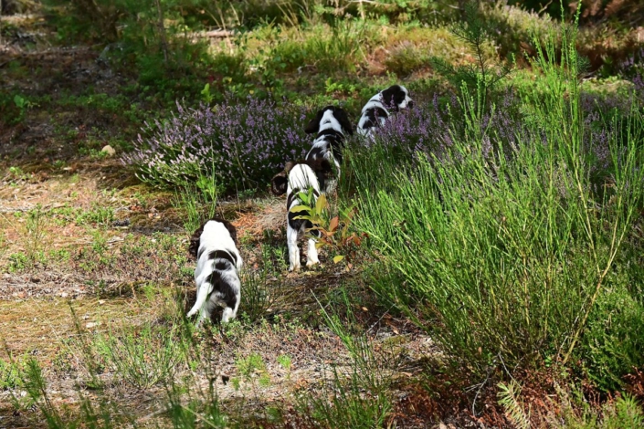 englishspringerspanielbayernDSC_6588welpen
