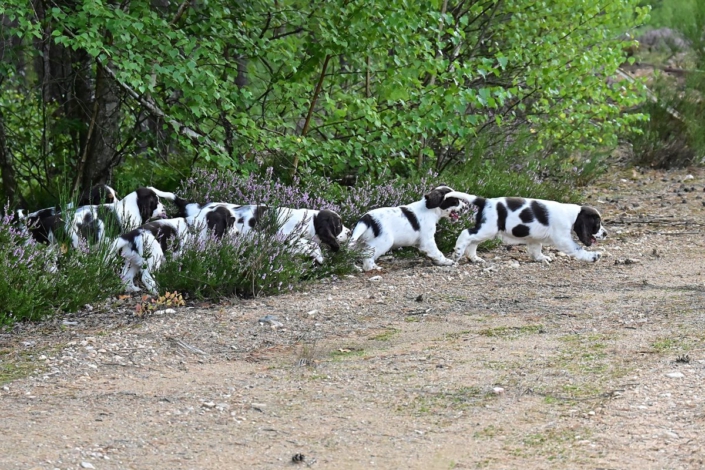 englishspringerspanielbayernDSC_6651welpen