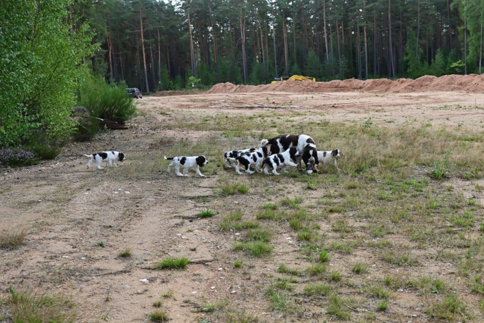 englishspringerspanielbayernDSC_6657welpen