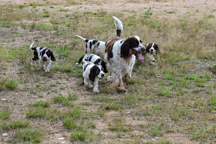 englishspringerspanielbayernDSC_6675welpen