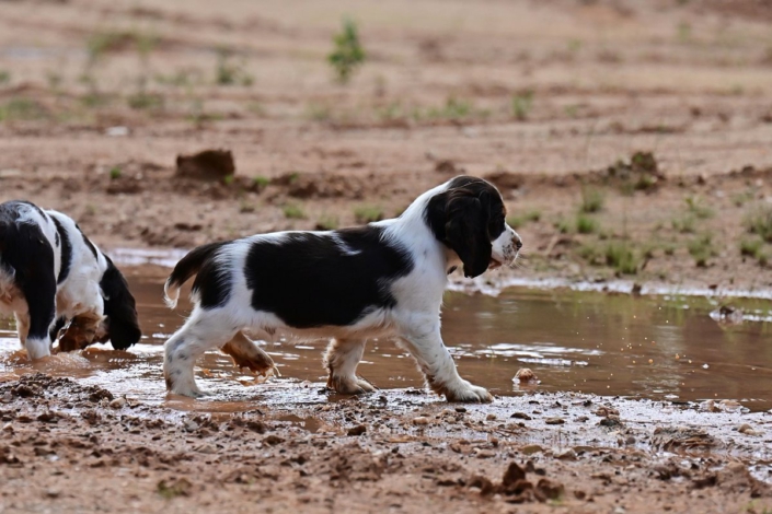 englishspringerspanielbayernDSC_6708welpen