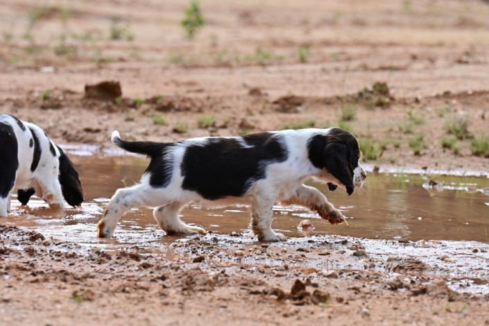englishspringerspanielbayernDSC_6711welpen