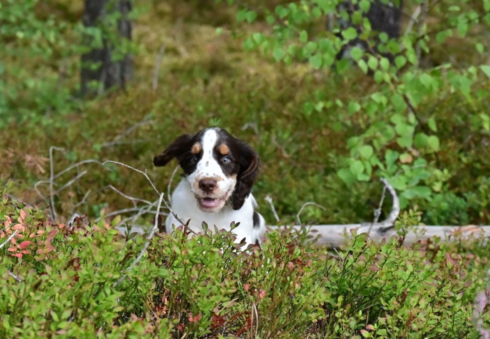 englishspringerspanielbayernDSC_6762welpen