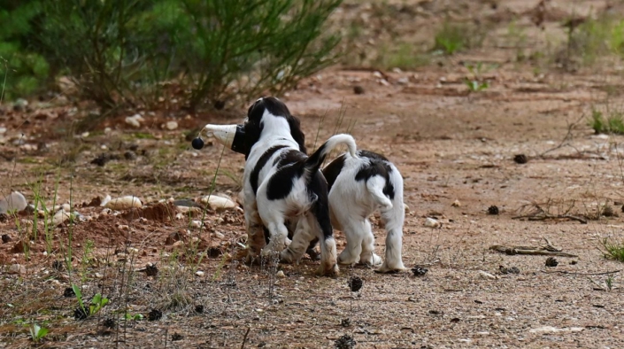 englishspringerspanielbayernDSC_6803welpen