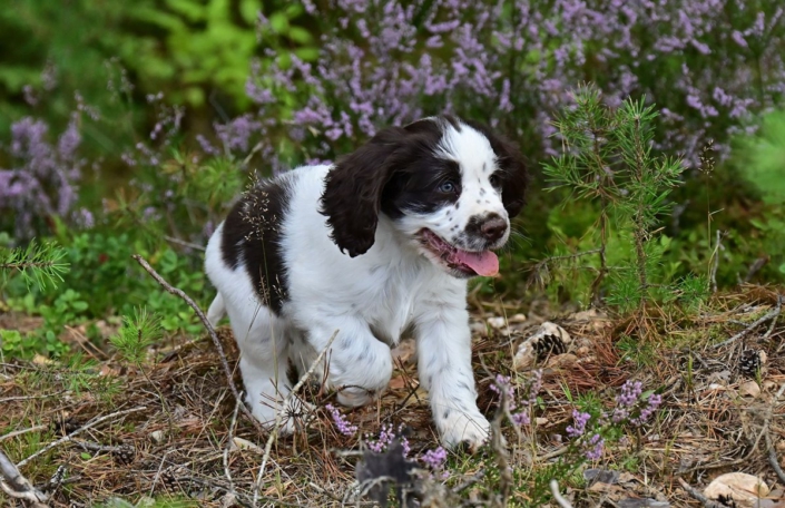 englishspringerspanielbayernDSC_6805welpen