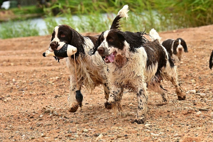 englishspringerspanielbayern1welpen