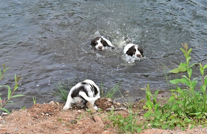 englishspringerspanielbayernDSC_7227welpen