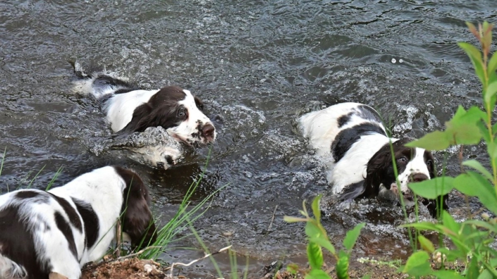 englishspringerspanielbayernDSC_7229welpen