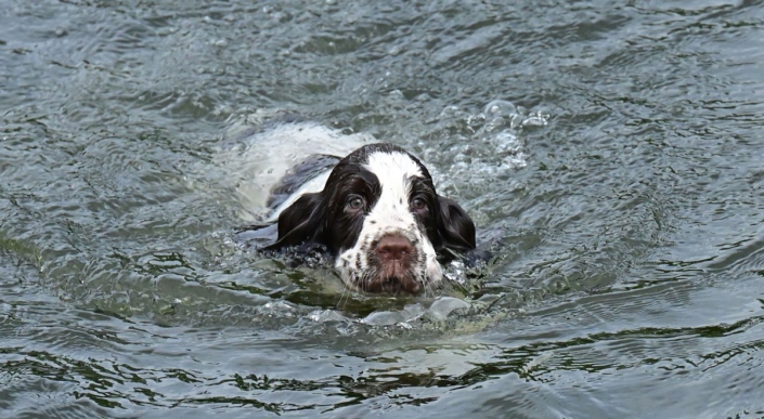 englishspringerspanielbayernDSC_7244welpen