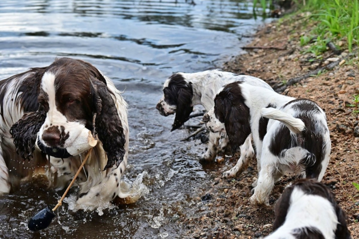 englishspringerspanielbayernDSC_7270welpen