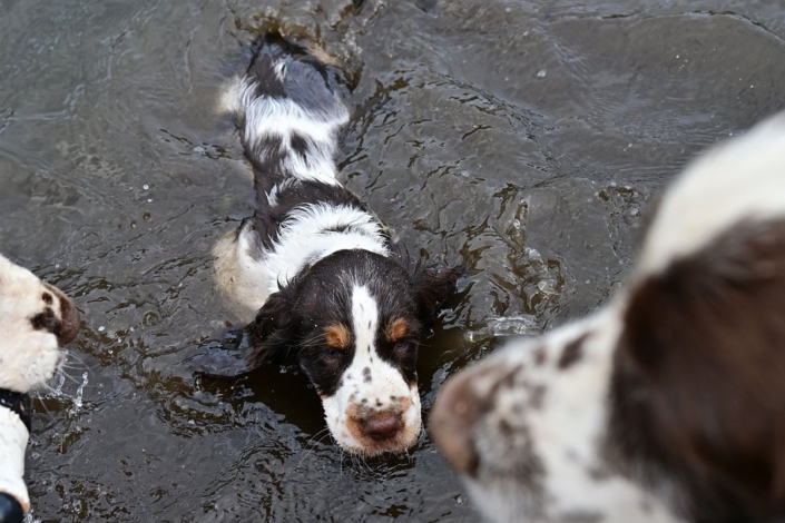 englishspringerspanielbayernDSC_7296welpen