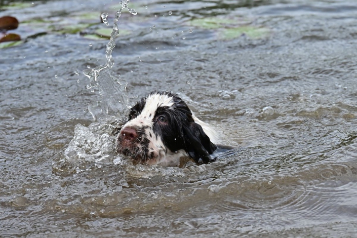 englishspringerspanielbayernDSC_7320welpen