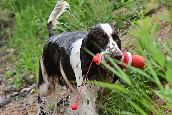 englishspringerspanielbayernDSC_7387welpen