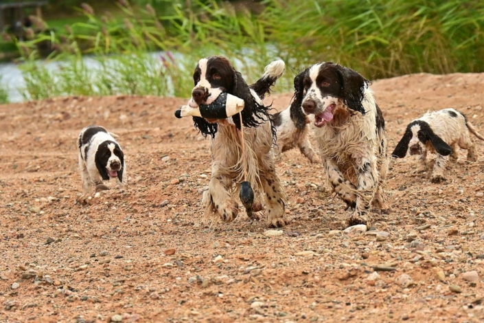 englishspringerspanielbayernDSC_7436welpen
