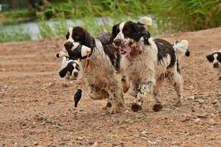 englishspringerspanielbayernDSC_7440welpen