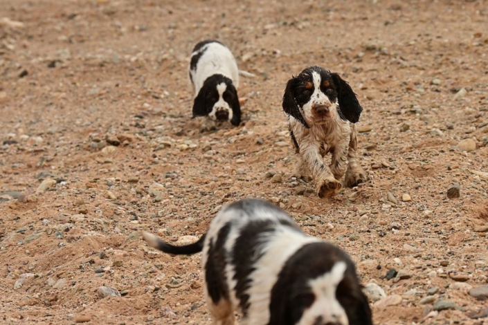 englishspringerspanielbayernDSC_7452welpen