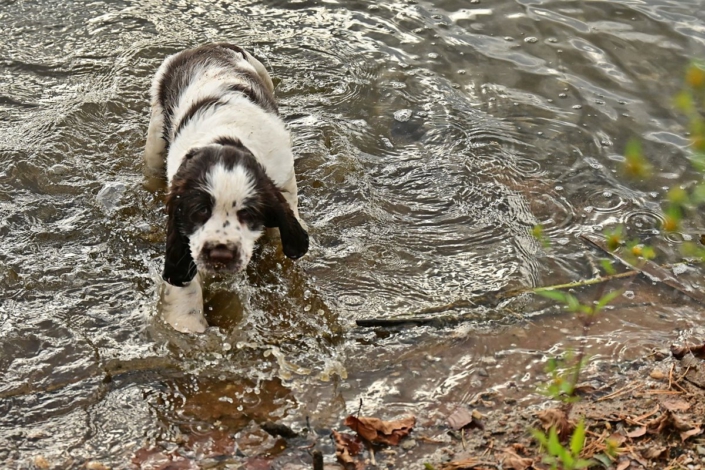 englishspringerspanielbayernDSC_7459welpen