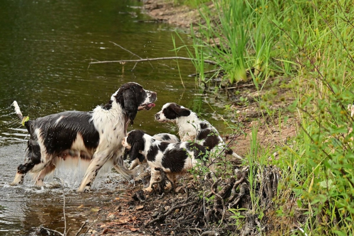 englishspringerspanielbayernDSC_7466welpen