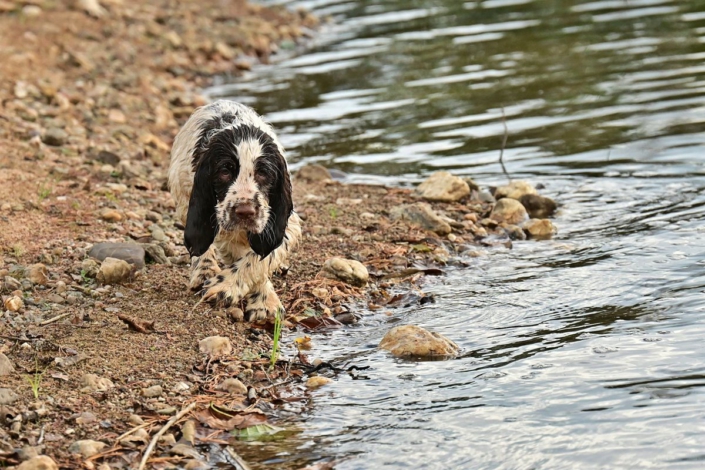 englishspringerspanielbayernDSC_7540welpen