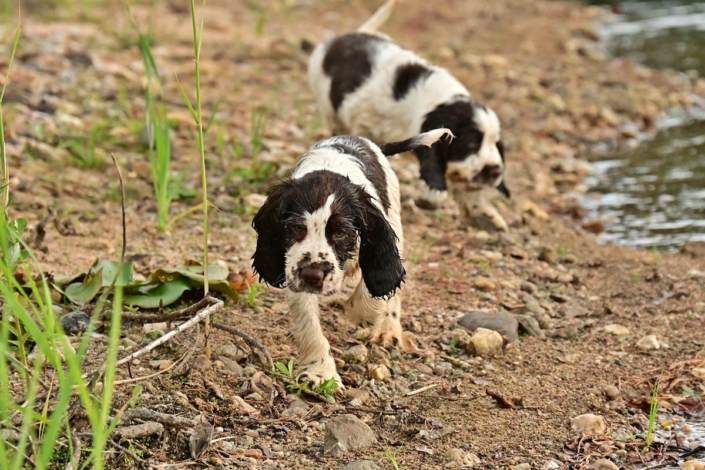 englishspringerspanielbayernDSC_7545welpen