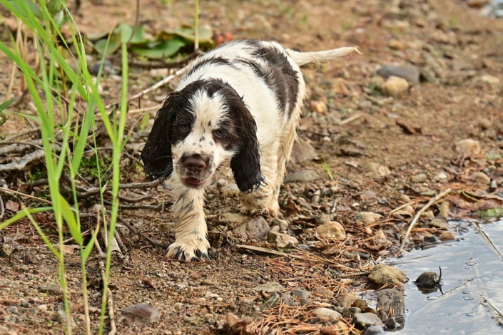 englishspringerspanielbayernDSC_7550welpen