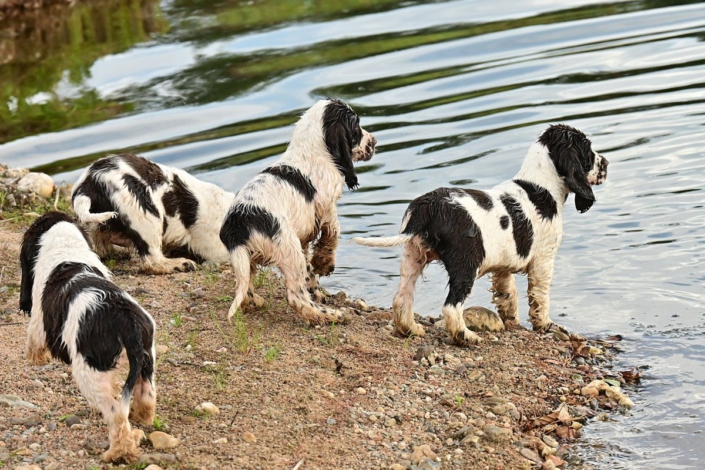 englishspringerspanielbayernDSC_7572welpen