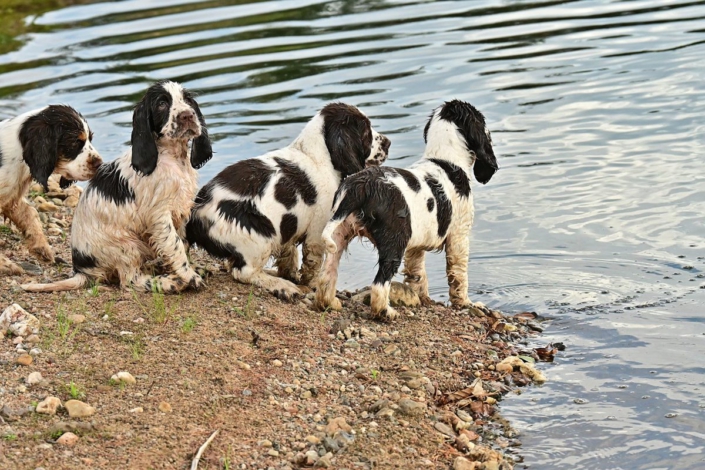 englishspringerspanielbayernDSC_7582welpen