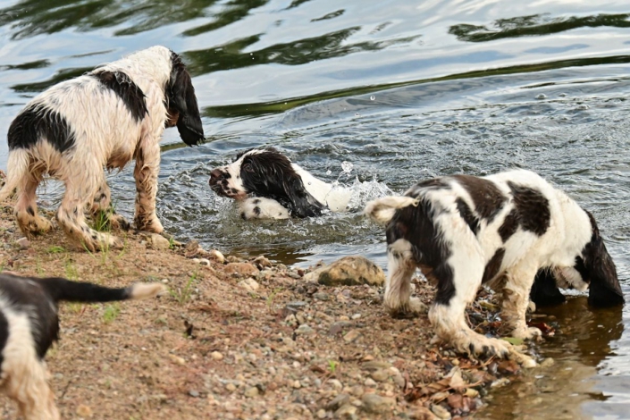 englishspringerspanielbayernDSC_7620welpen