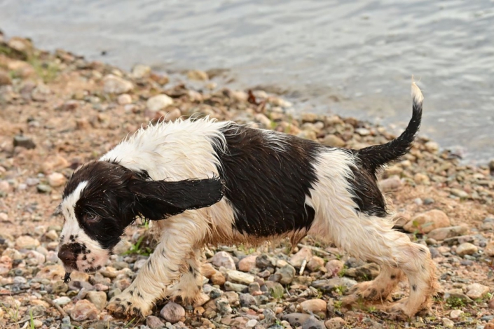 englishspringerspanielbayernDSC_7678welpen