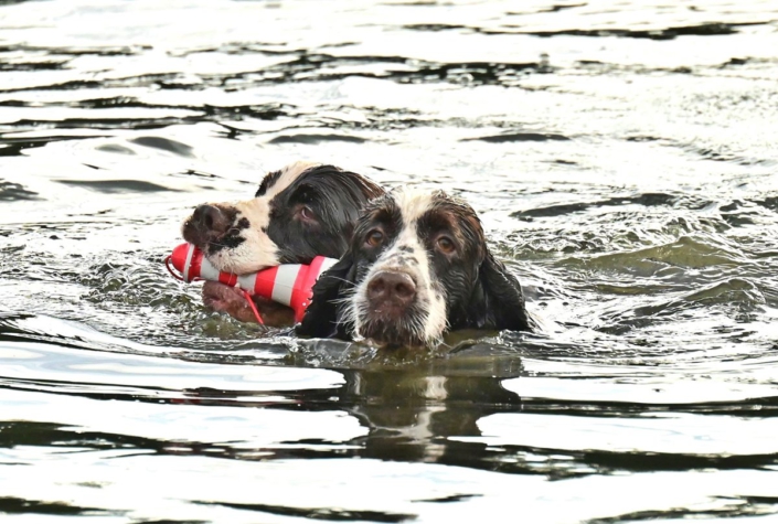 englishspringerspanielbayernDSC_7691welpen