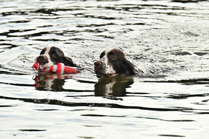 englishspringerspanielbayernDSC_7701welpen