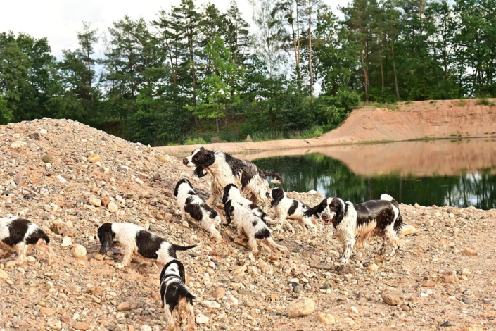 englishspringerspanielbayernDSC_7720welpen