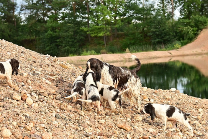 englishspringerspanielbayernDSC_7735welpen