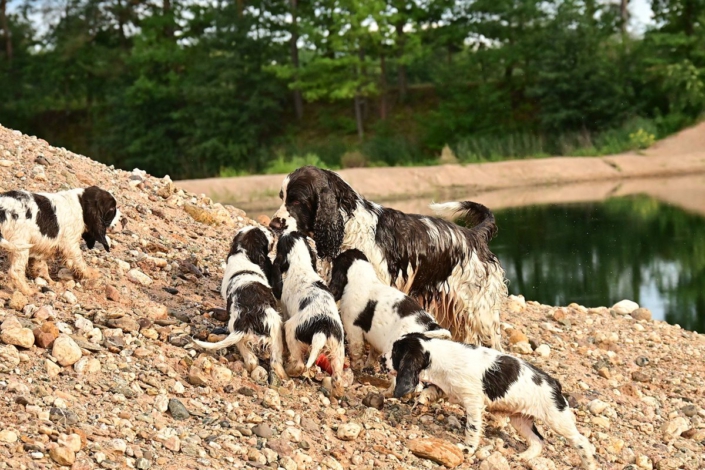 englishspringerspanielbayernDSC_7743welpen