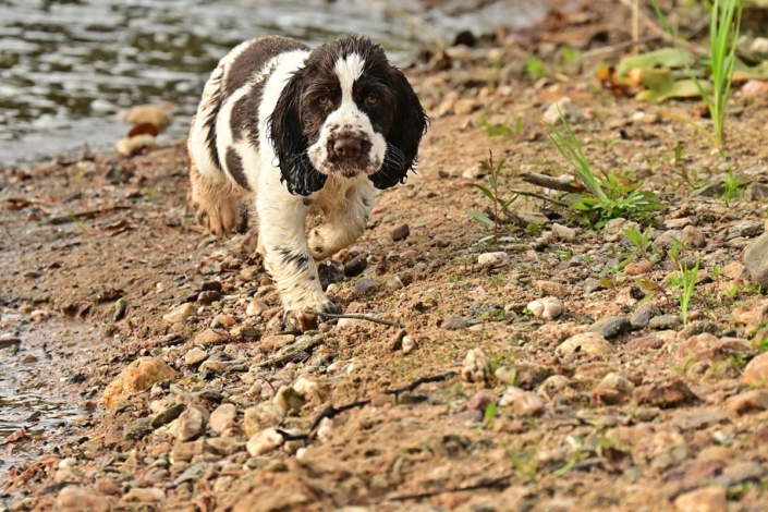 englishspringerspanielbayernDSC_7784welpen