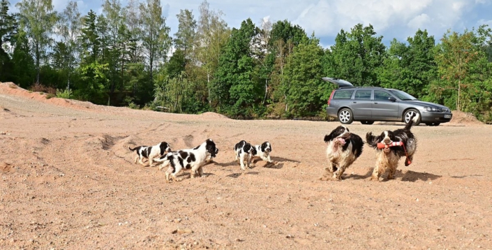 englishspringerspanielbayernDSC_7921welpen