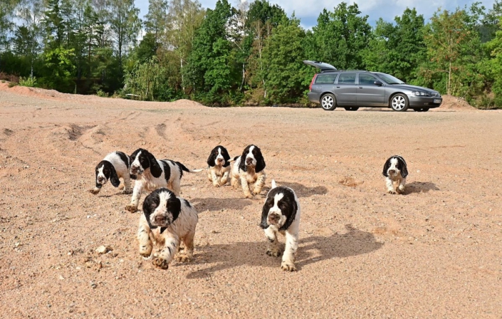englishspringerspanielbayernDSC_7967welpen
