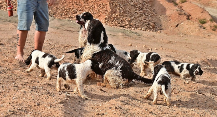 englishspringerspanielbayernDSC_7994welpen