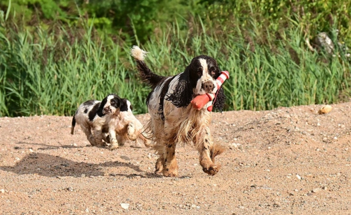 englishspringerspanielbayernDSC_8049welpen