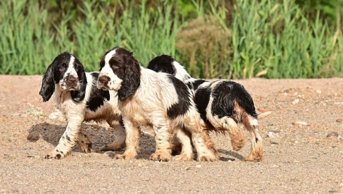 englishspringerspanielbayernDSC_8083welpen