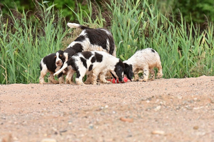 englishspringerspanielbayernDSC_8141welpen